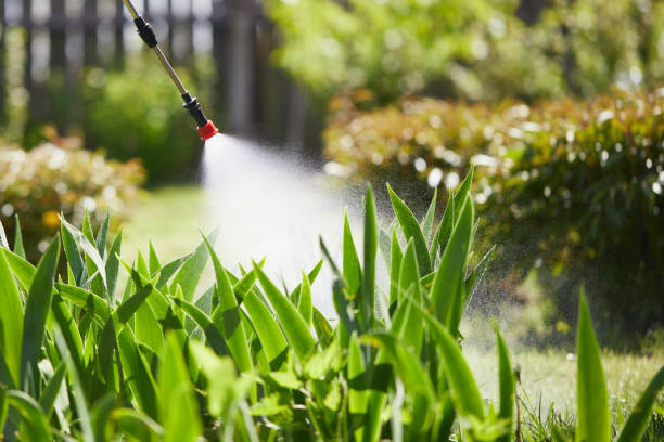 24/7 Emergency Termite Control experts in Buckhannon, WV